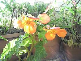 herbherbPHO00140