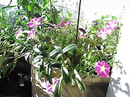 herbherbPHO00141