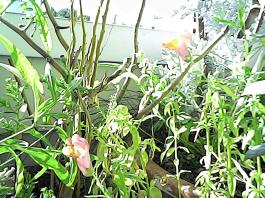 herbherbPHO00142