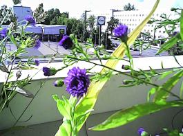 herbherbPHO00143