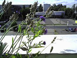 herbherbPHO00144