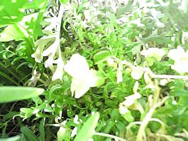 herbherbPHO00145