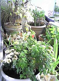 herbherbPHO00146
