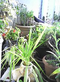 herbherbPHO00147
