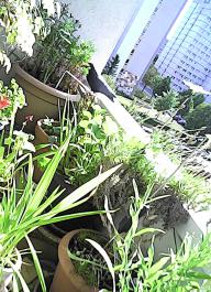 herbherbPHO00148