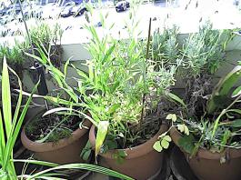 herbherbPHO00149