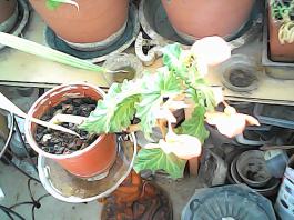 herbherbPHO00150
