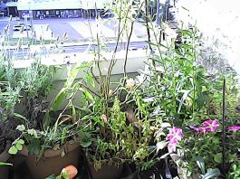 herbherbPHO00151