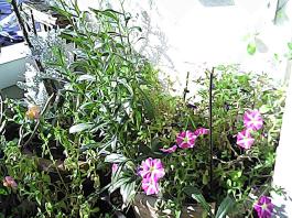 herbherbPHO00152