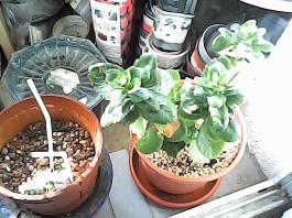 herbherbPHO00153