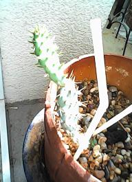 herbherbPHO00154