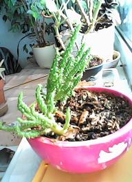 herbherbPHO00155