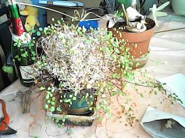 herbherbPHO00156