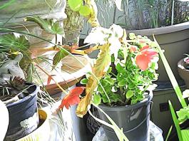 herbherbPHO00157