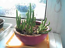 herbherbPHO00158