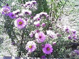 herbherbPHO00159