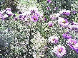 herbherbPHO00160