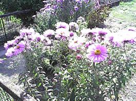 herbherbPHO00161