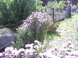 herbherbPHO00162