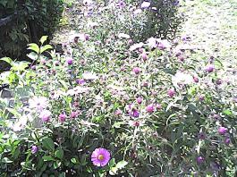 herbherbPHO00163