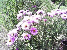 herbherbPHO00164