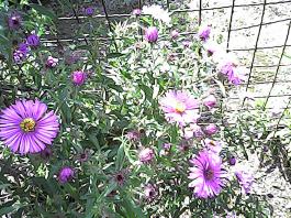 herbherbPHO00165