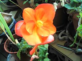 herbherbPHO00292