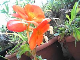 herbherbPHO00293