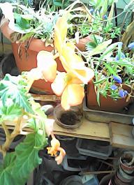 herbherbPHO00294