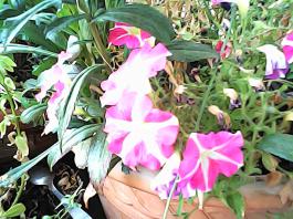 herbherbPHO00295