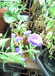 herbherbPHO00296