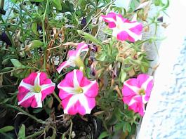 herbherbPHO00297