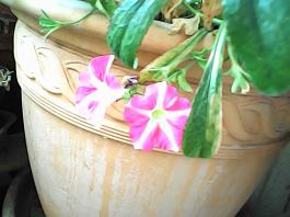 herbherbPHO00298