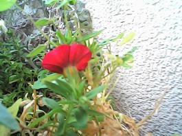 herbherbPHO00299