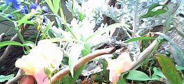 herbherbPHO00301