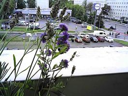 herbherbPHO00304