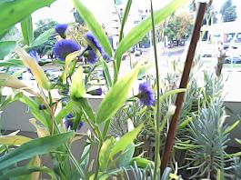 herbherbPHO00305