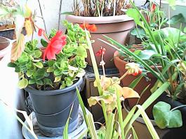 herbherbPHO00306