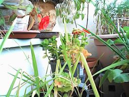herbherbPHO00307