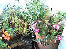 herbherbPHO00308