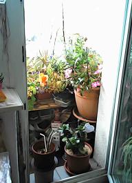 herbherbPHO00355