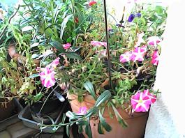herbherbPHO00356