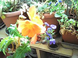 herbherbPHO00357