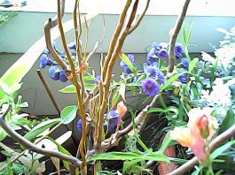 herbherbPHO00358