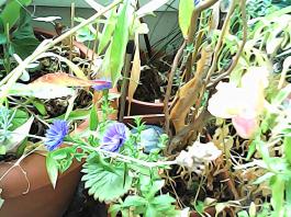 herbherbPHO00359