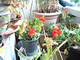 herbherbPHO00360