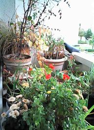 herbherbPHO00361
