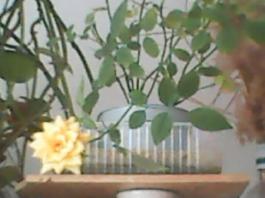 herbherbPLUZZ_P5290011A