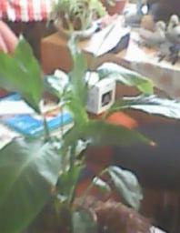 herbherbPLUZZ_P5290014A