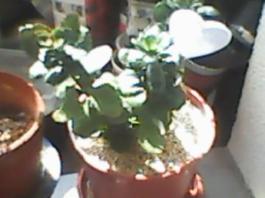 herbherbPLUZZ_P5290016A